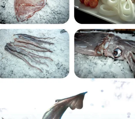 Peruvian anchoveta (Engraulis ringens) — wild pelagic from Chilean waters