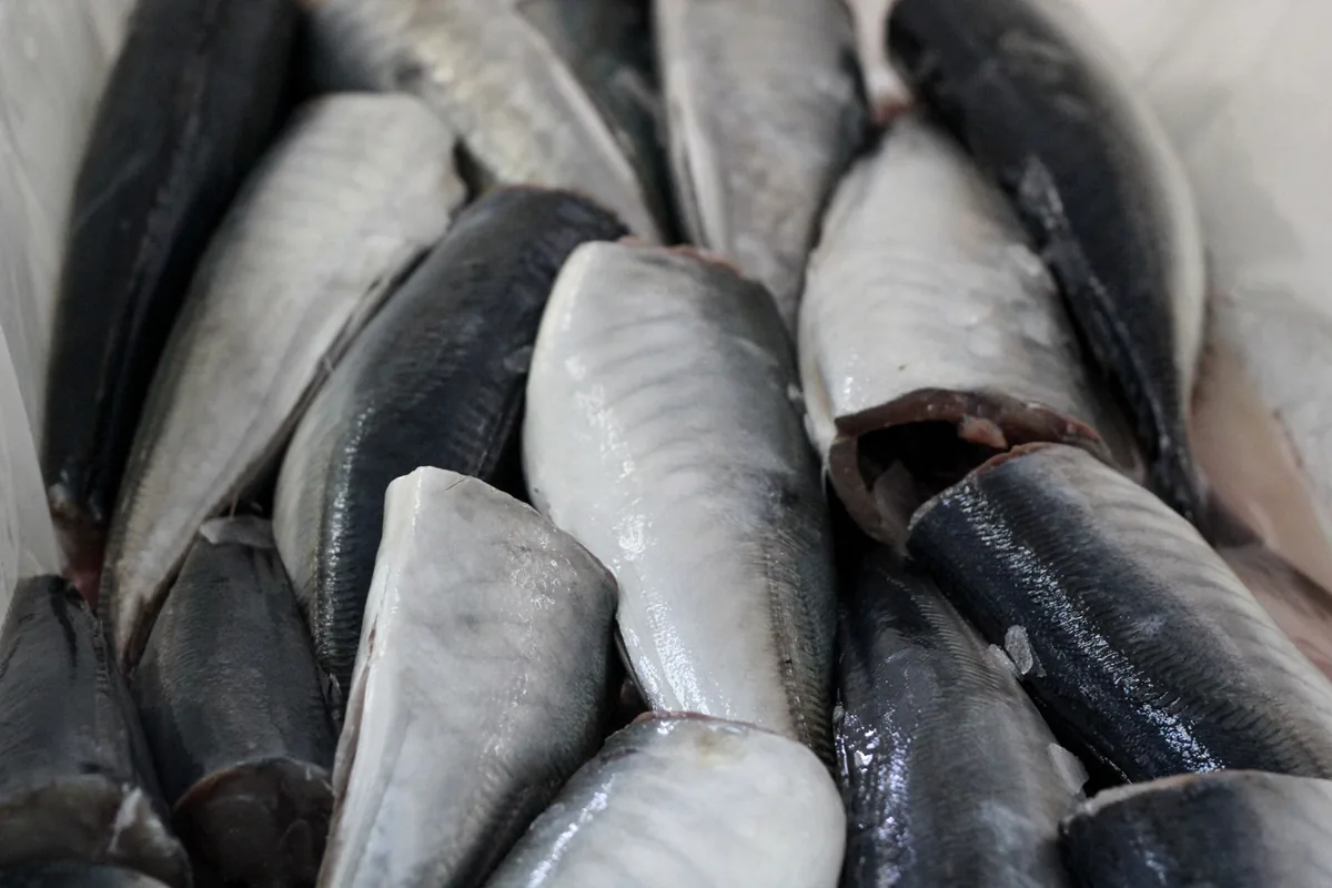 Frozen mackerel whole round, H&G and fillets — FoodCorp Chile