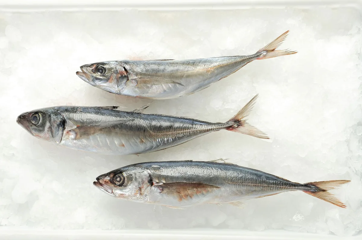 Pacific chub mackerel (Scomber japonicus) — wild pelagic from Chile