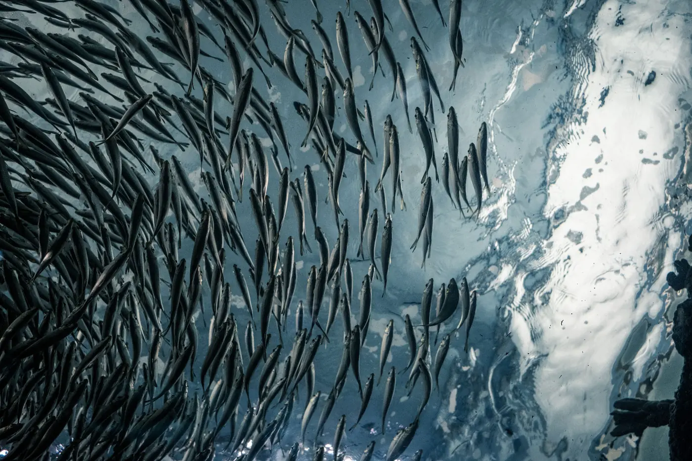 South Pacific Ocean — source waters for FoodCorp Chile pelagic fisheries